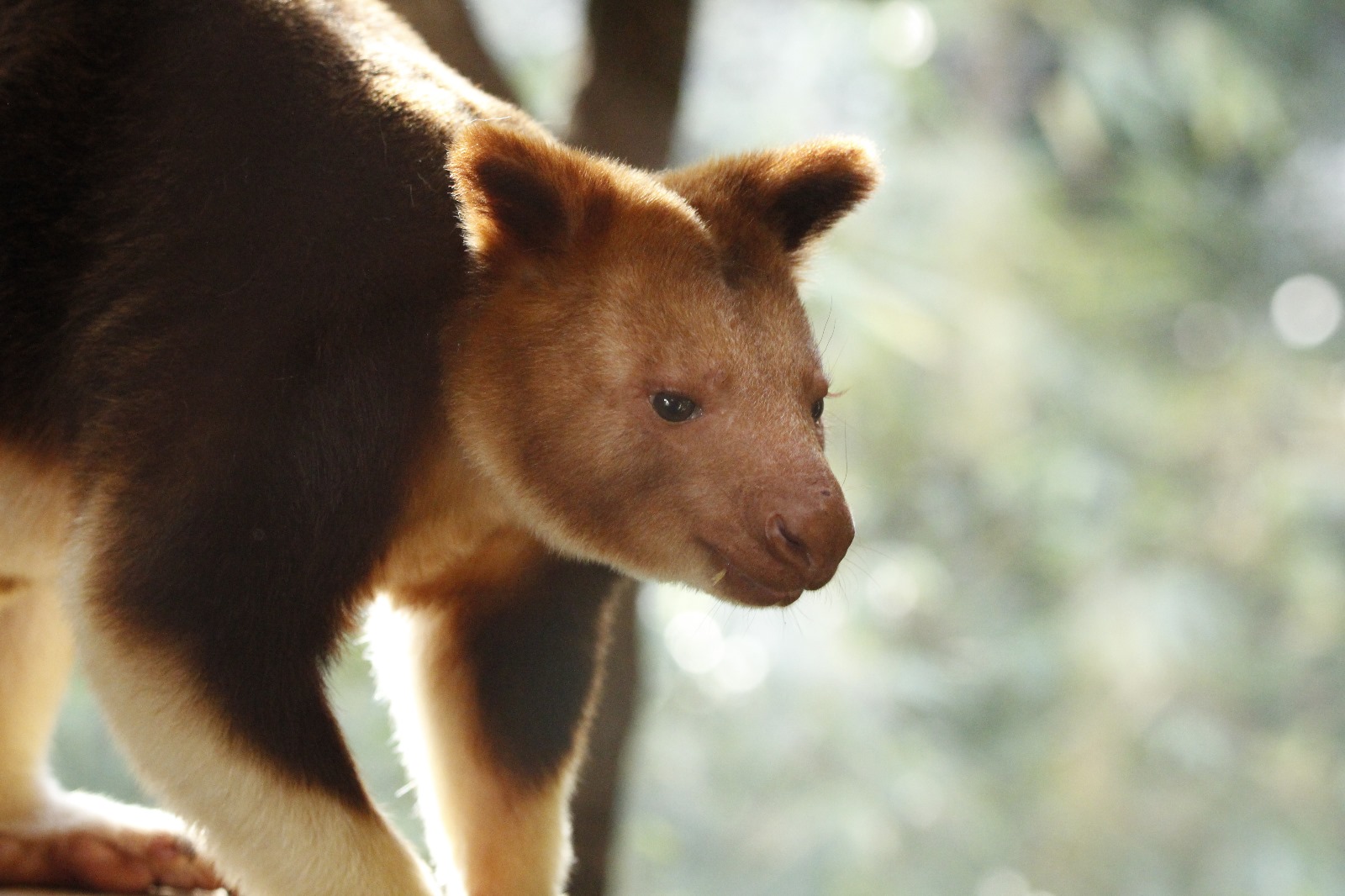 Goodfellow Tree Kangaroo