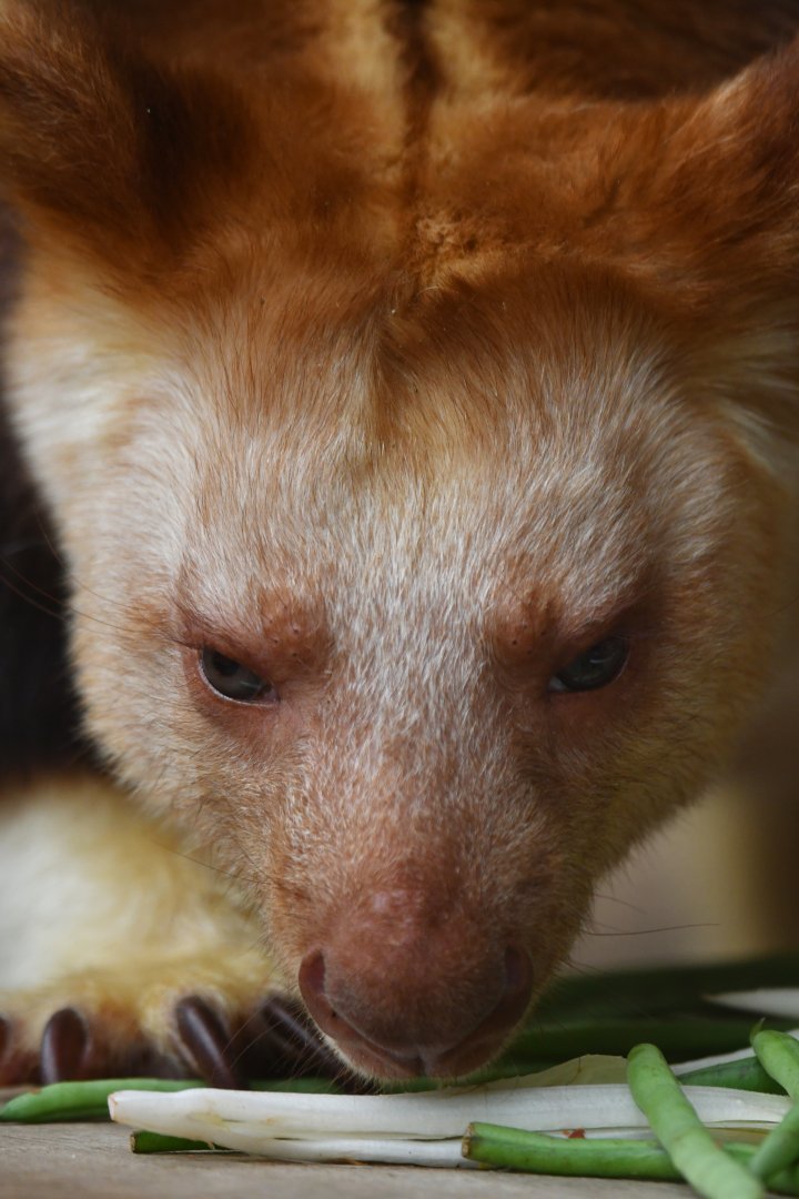 Goodfellow tree knagaroo (Dendrolagus goodfellowi)