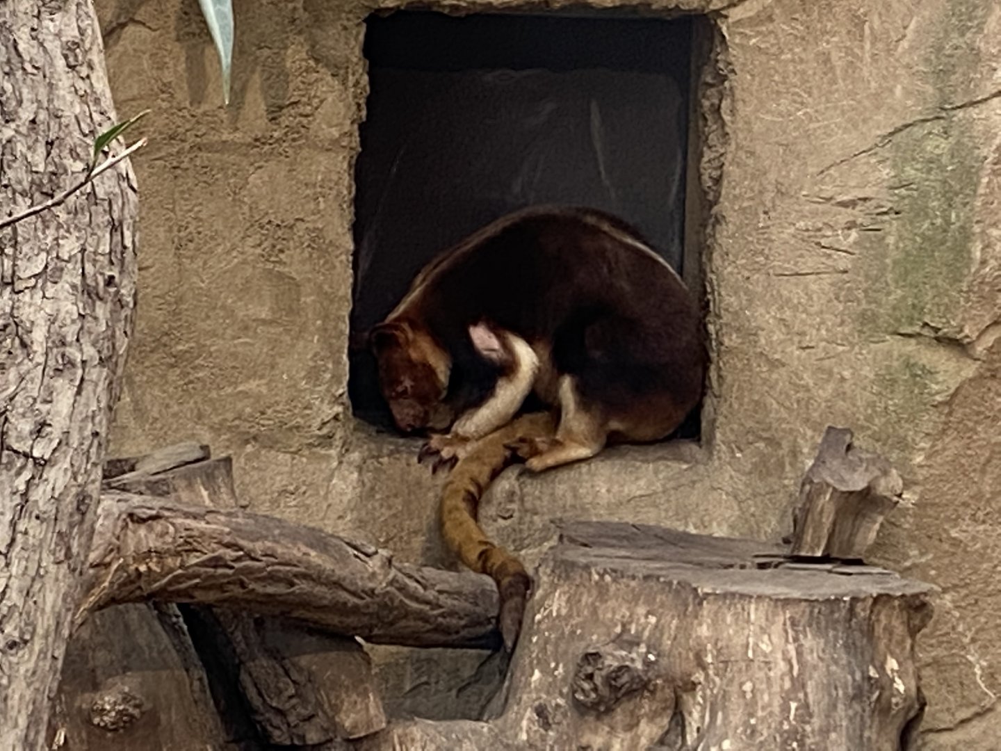 Goodfellow's tree-kangaroo 011219