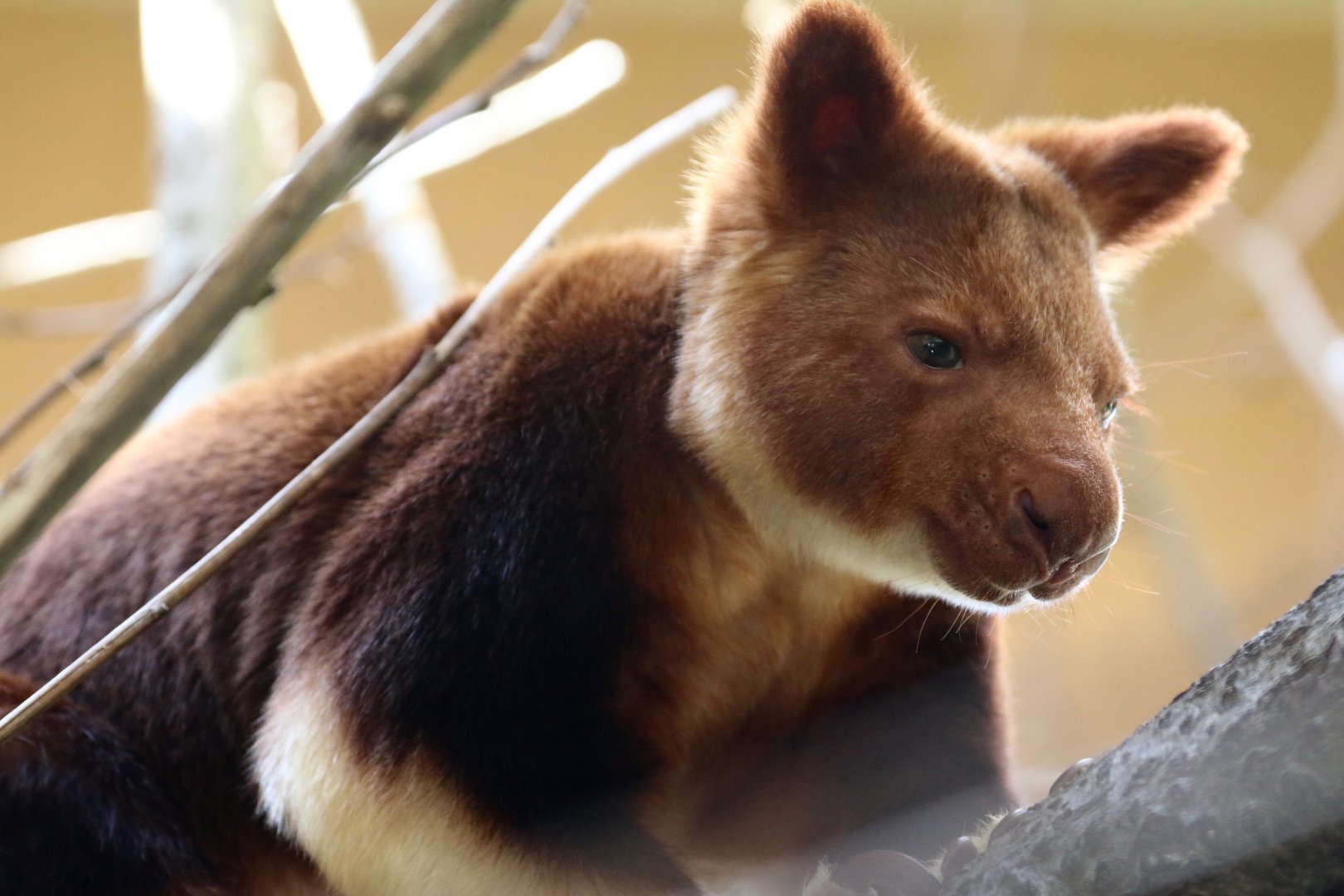 Goodfellow's Tree Kangaroo - 14 July 2018