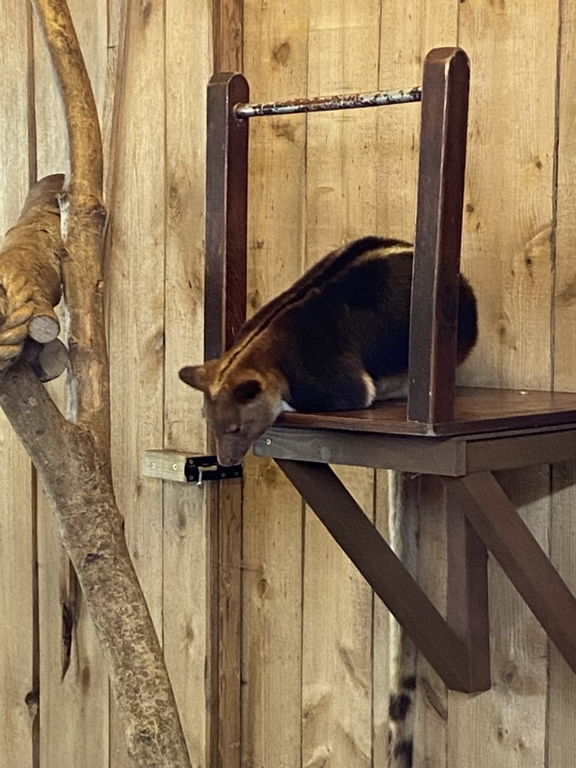 Goodfellow's tree kangaroo 190622