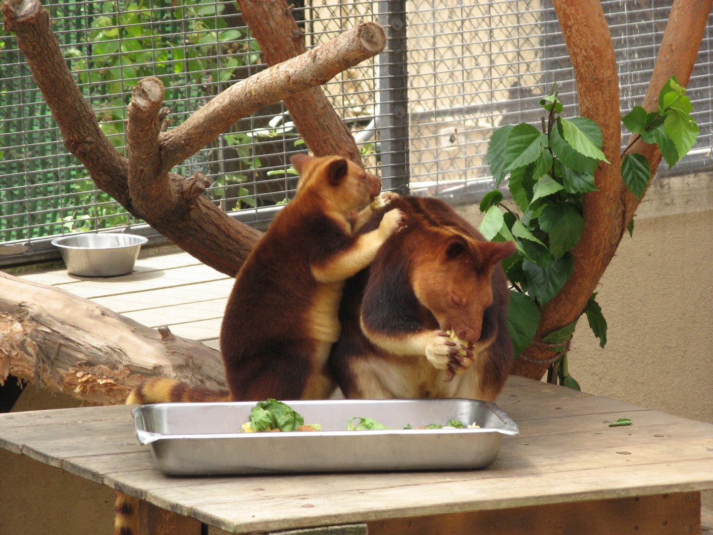 Goodfellow's Tree Kangaroo (2008)