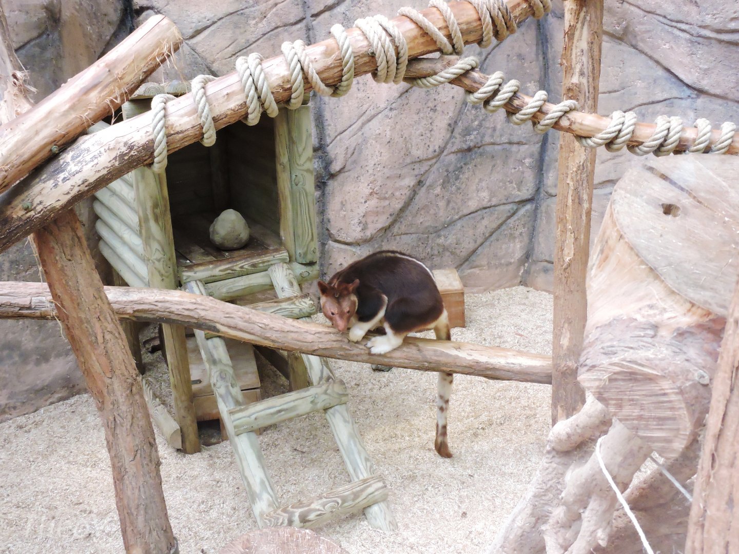 Goodfellow's tree-kangaroo [2015]