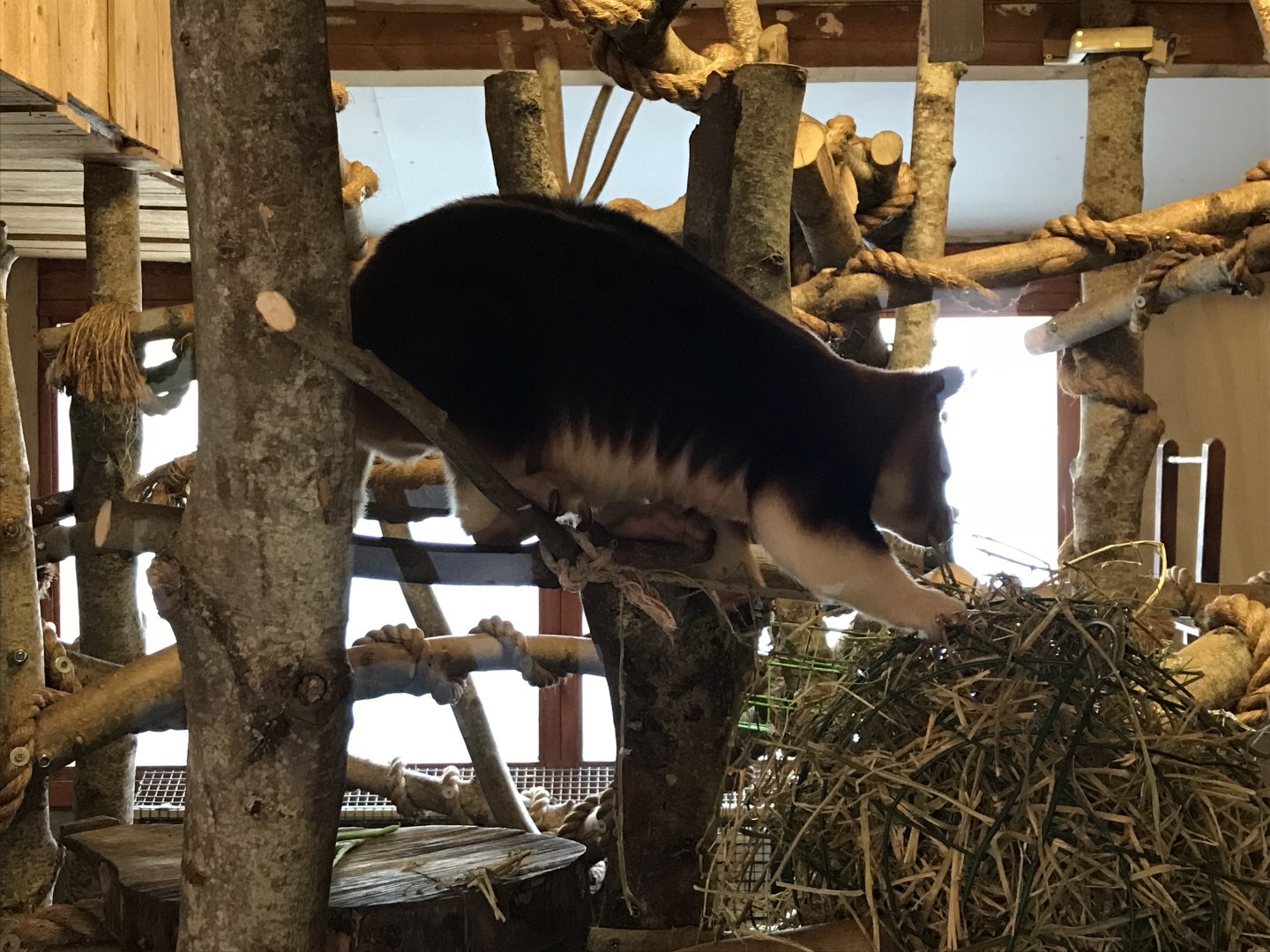 Goodfellow's tree kangaroo 261018