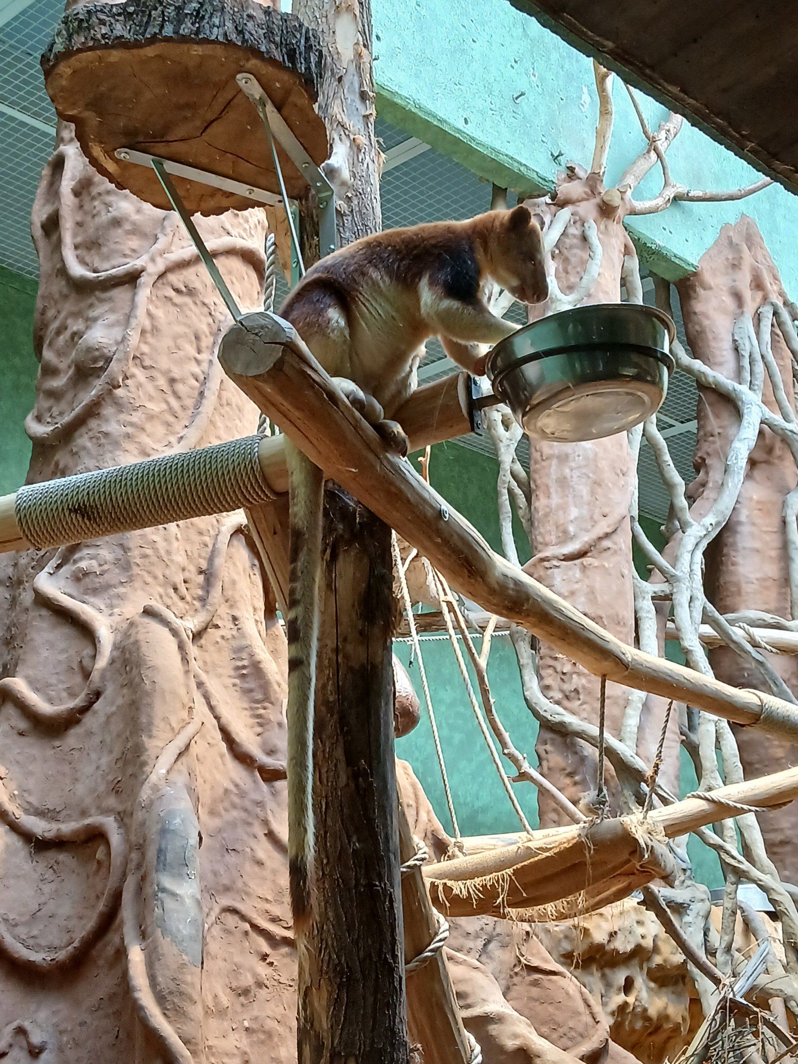 Goodfellow's Tree Kangaroo (30th September 2025)