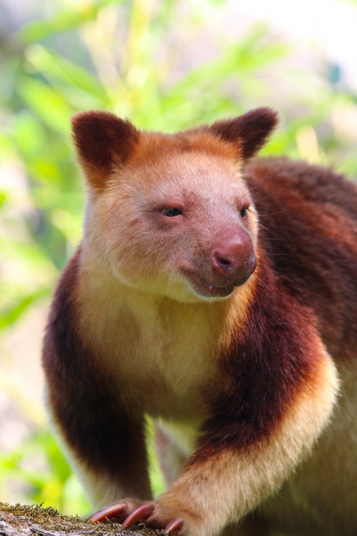 Goodfellow's Tree Kangaroo- 4th September 2024