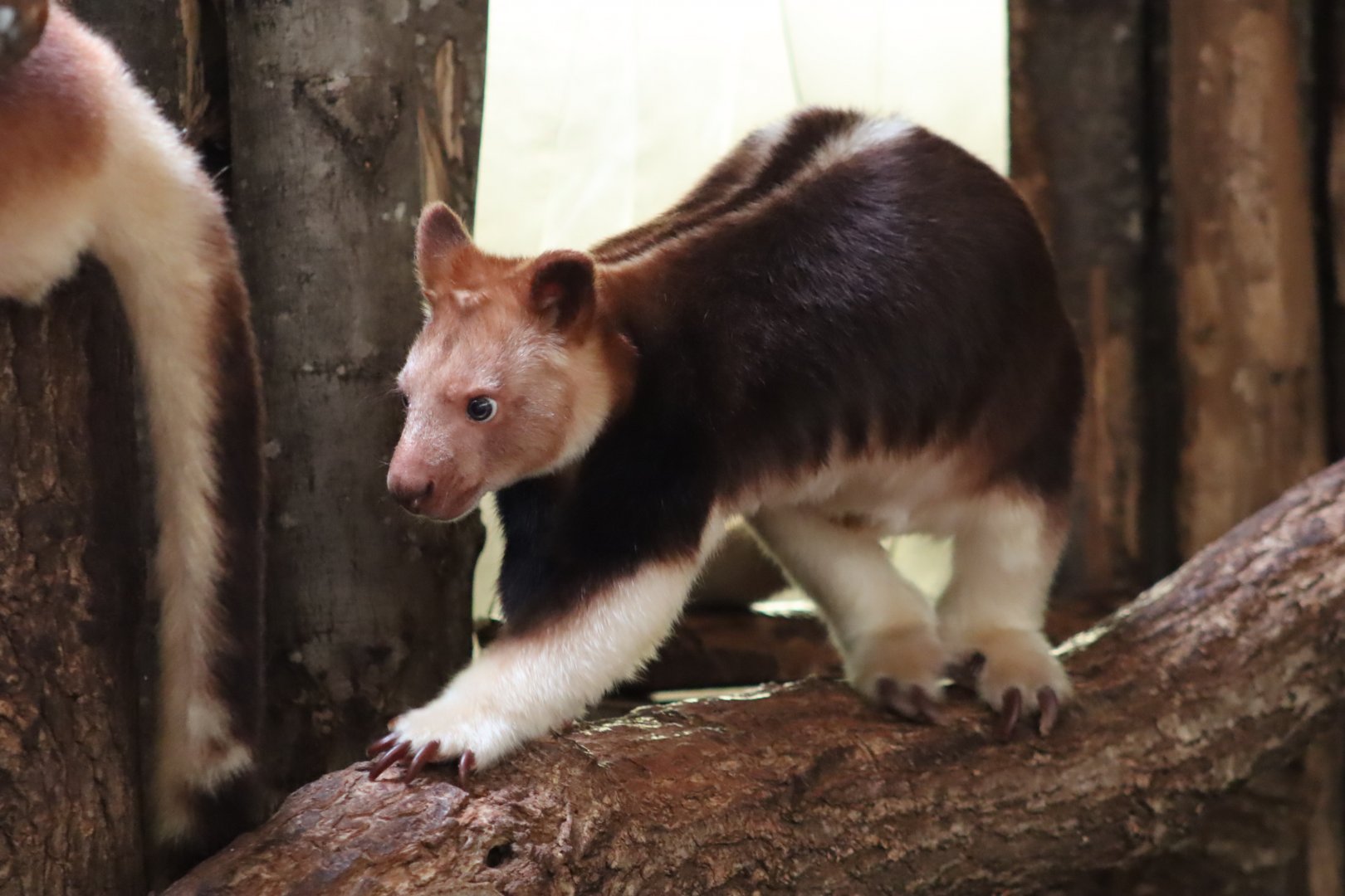 Goodfellow's Tree-kangaroo - 6th July 2024