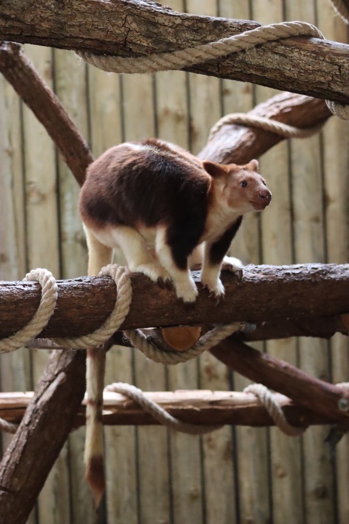 Goodfellow's Tree-kangaroo - 6th July 2024