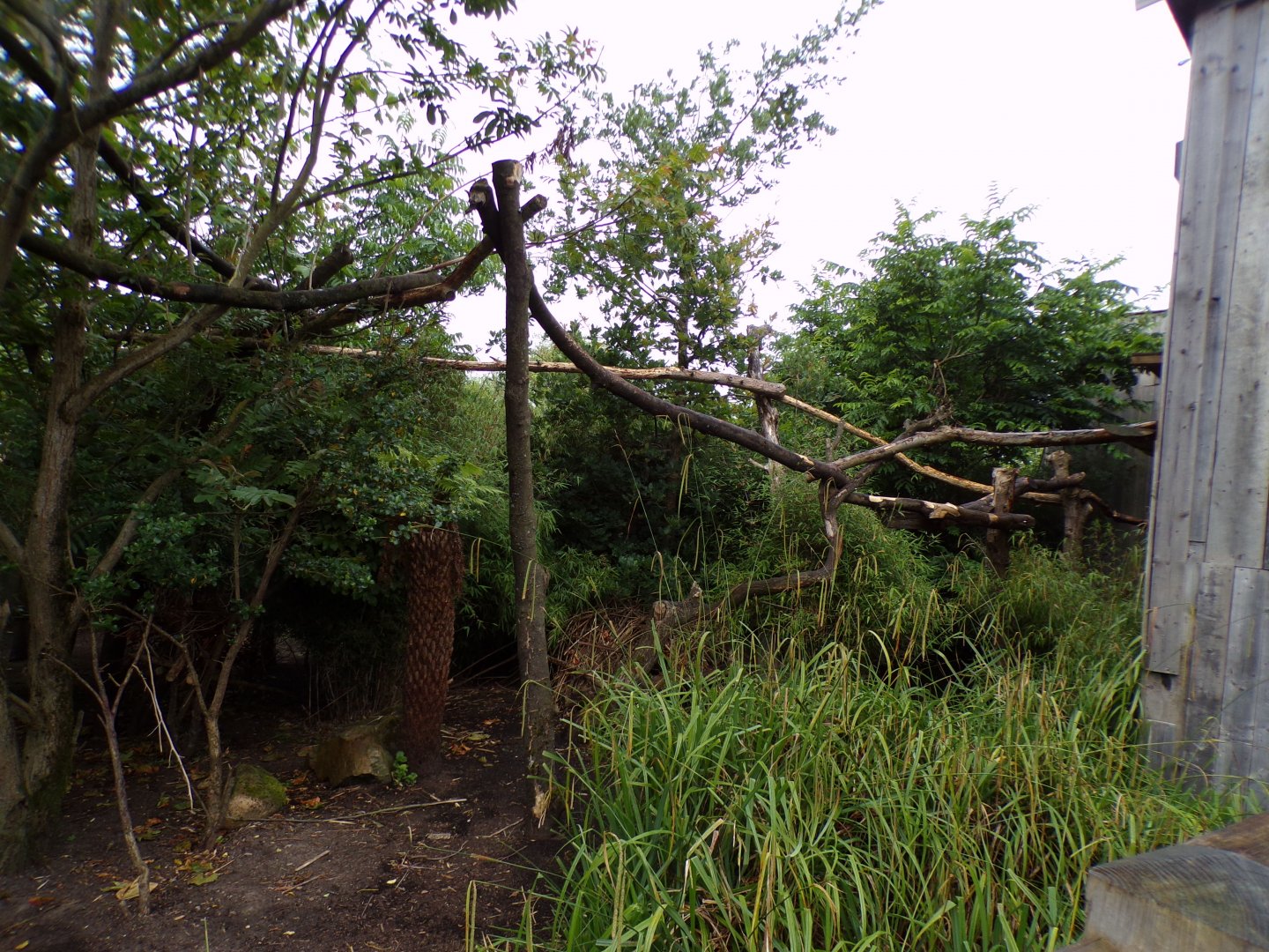 Goodfellow’s tree kangaroo and dusky pademelon enclosure 29.6.24