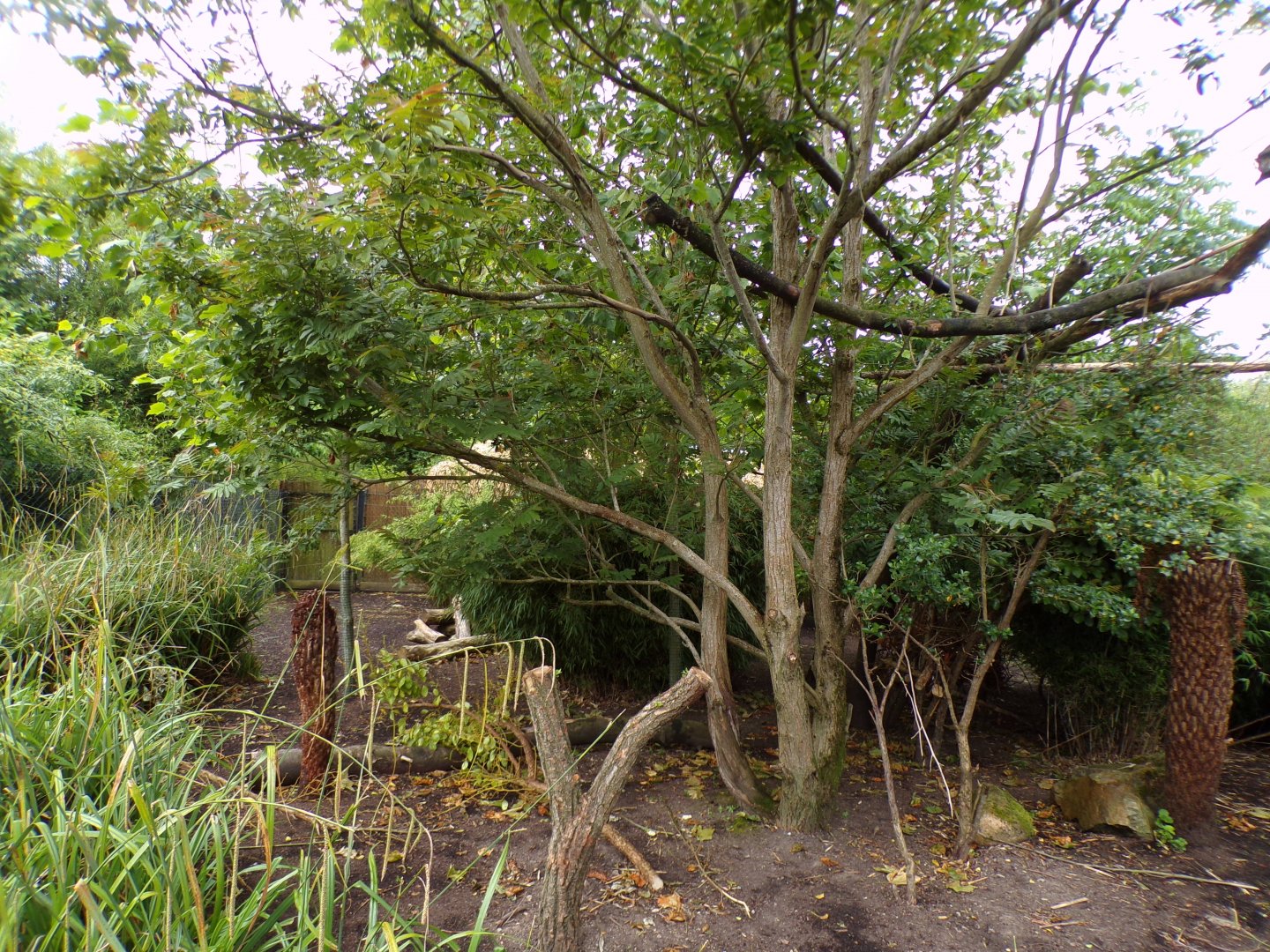 Goodfellow’s tree kangaroo and dusky pademelon enclosure 29.6.24