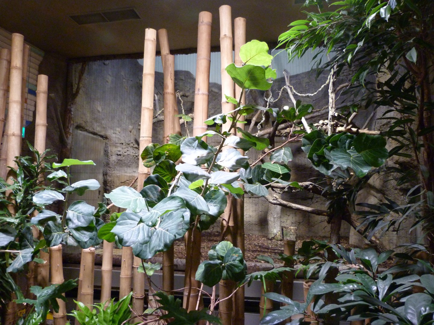 Goodfellow's tree-kangaroo and Dusky pademelon exhibit -Tierpark Berlin (2024)