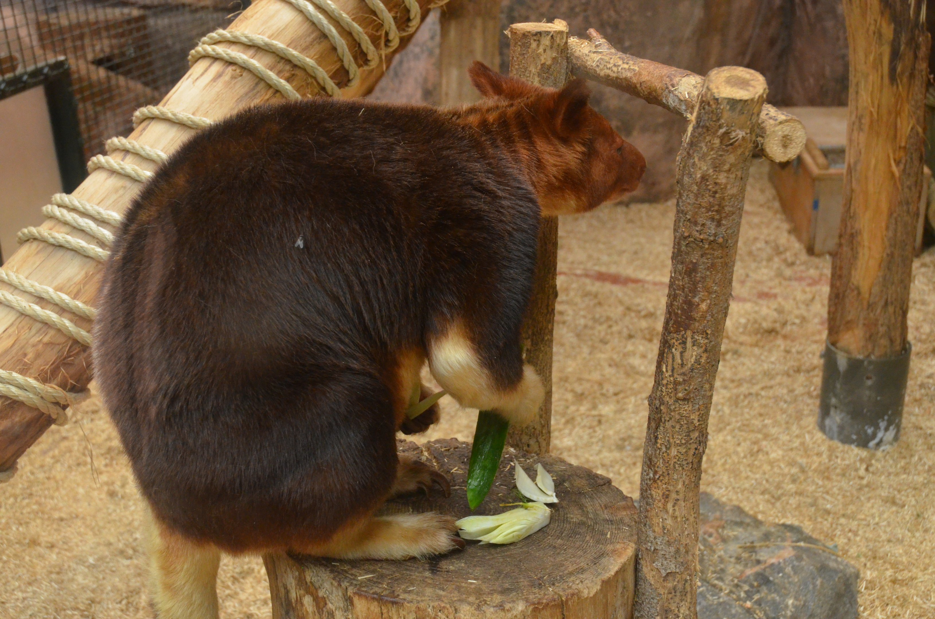 Goodfellow's Tree Kangaroo at Beauval, 12/06/18