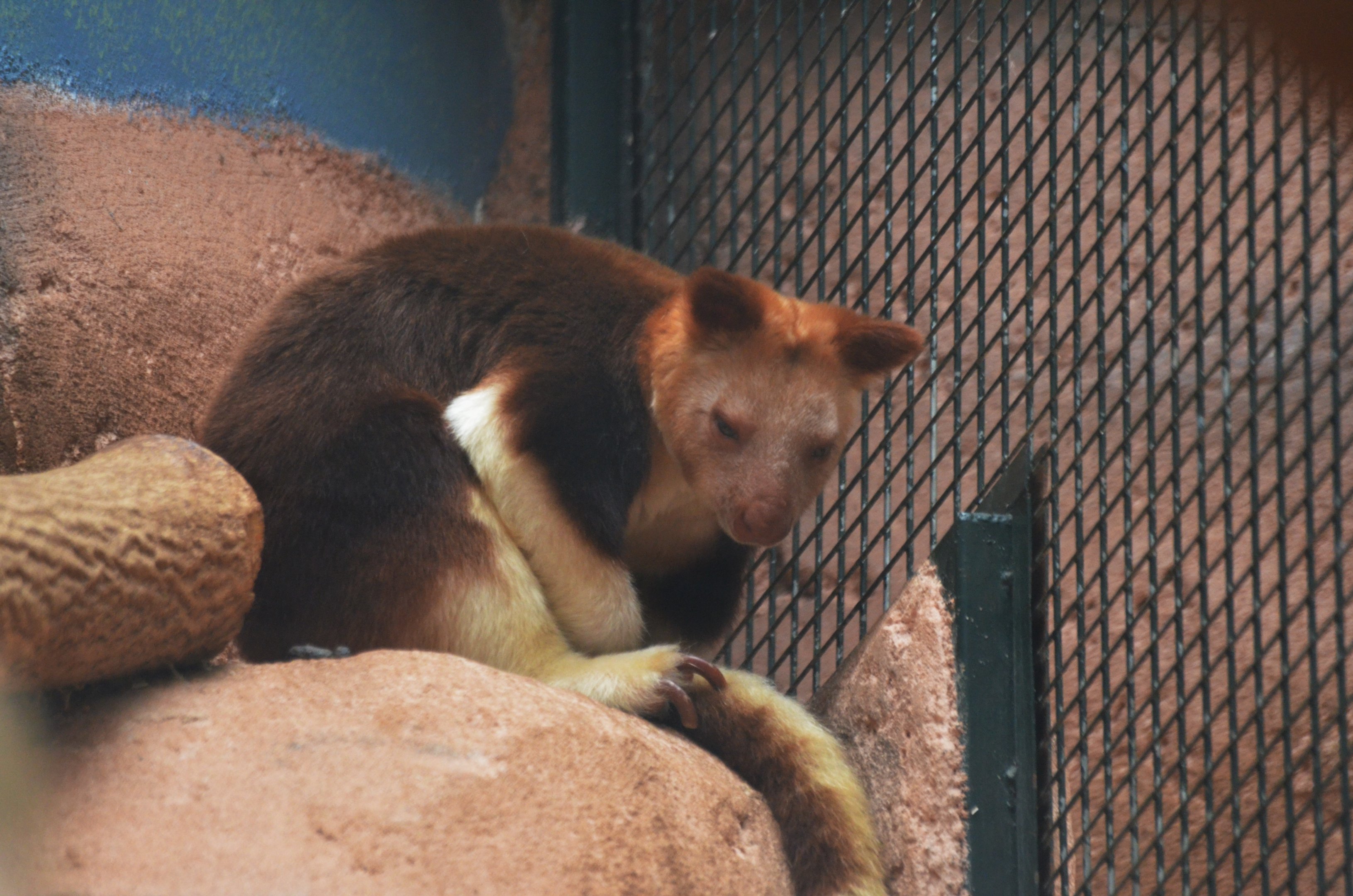 Goodfellow's Tree Kangaroo at Beauval, 12/06/18