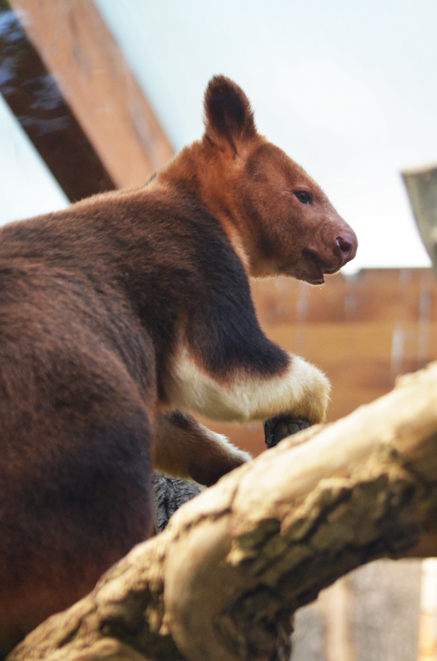 Goodfellow's Tree Kangaroo at Duisburg, 17/06/19