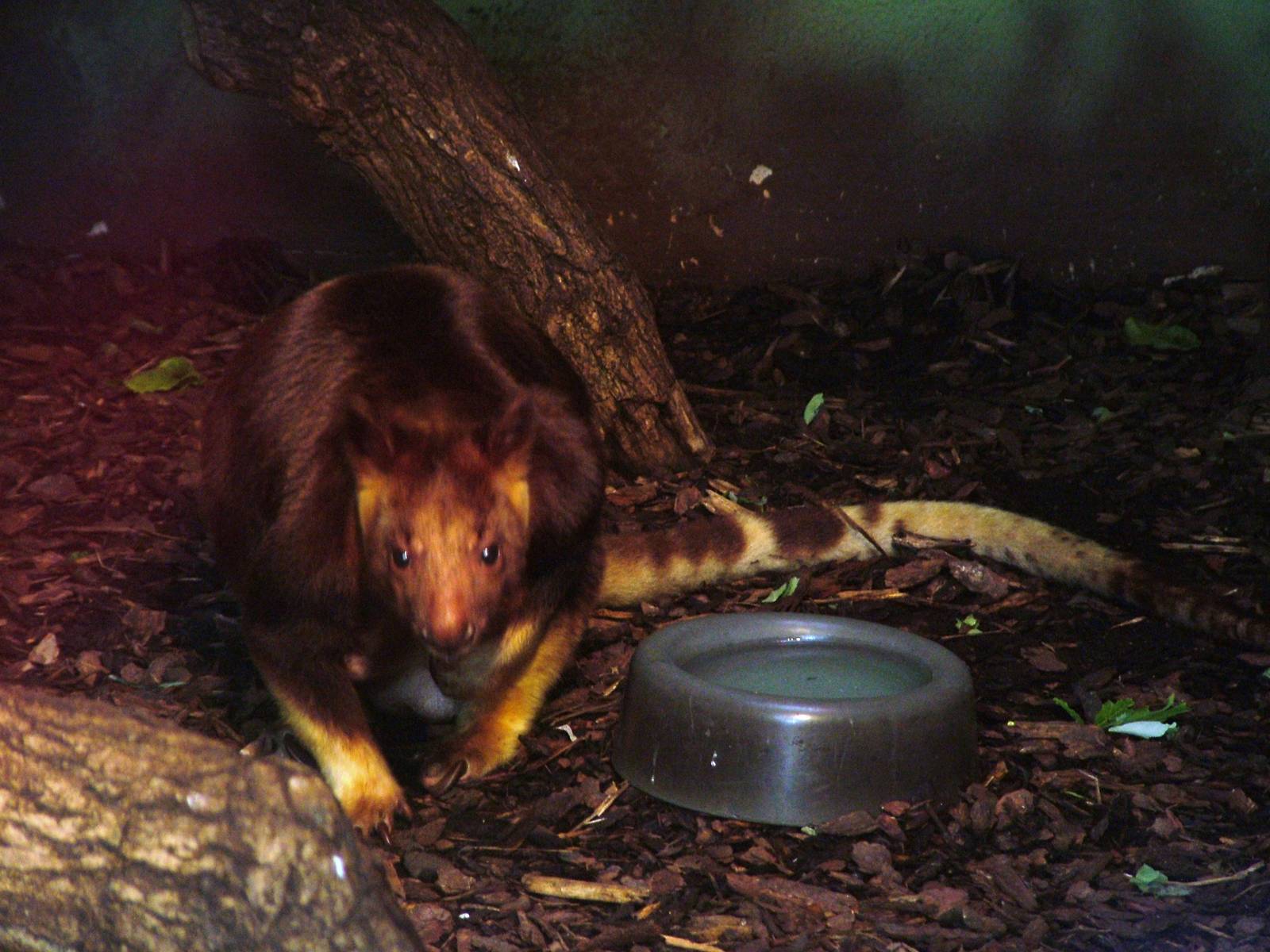 Goodfellow's Tree Kangaroo at Frankfurt 31/08/10