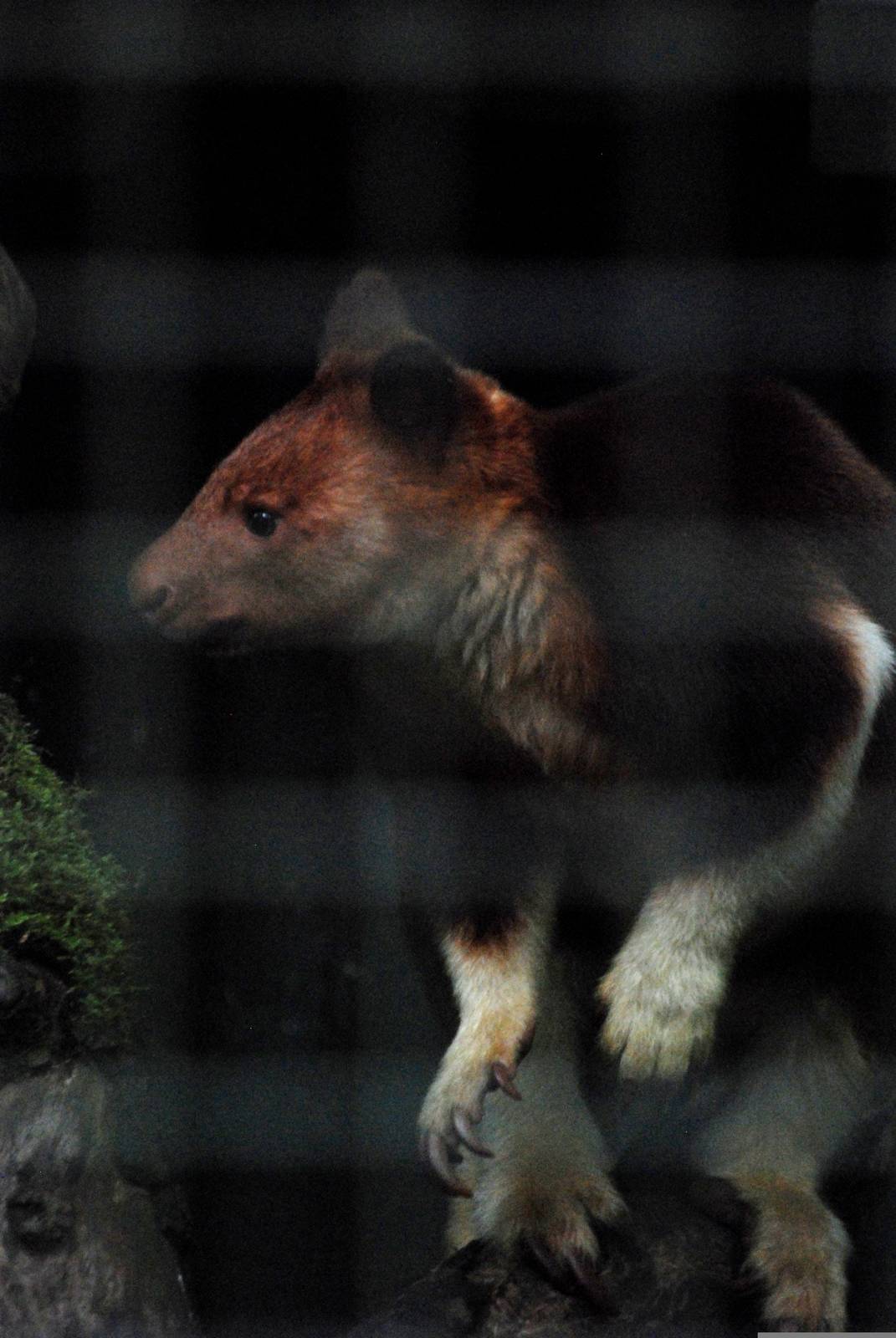 Goodfellow's Tree Kangaroo at Wissel Zoo, Epe, 01/06/12