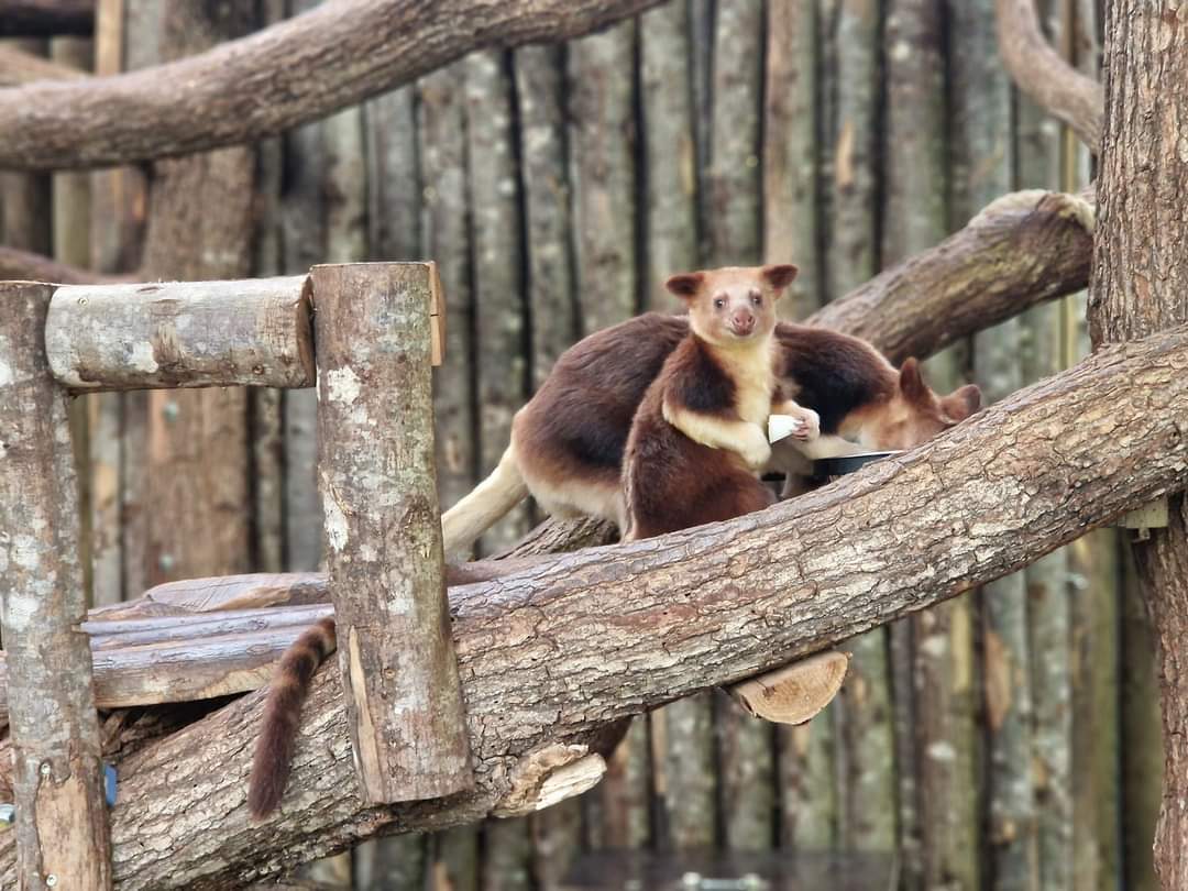 Goodfellow's Tree-kangaroo baby