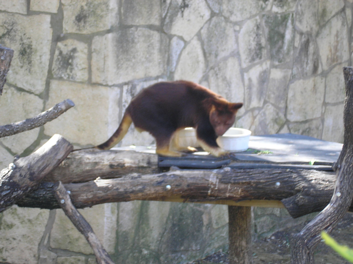 Goodfellow's Tree Kangaroo(Dendrolagus goodfellowi) - 2008
