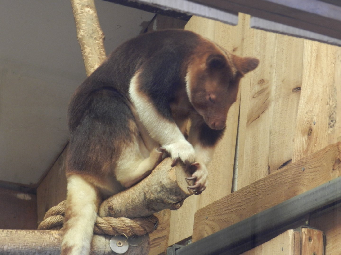 Goodfellow's Tree-Kangaroo (Dendrolagus goodfellowi) at Bristol Zoo, England