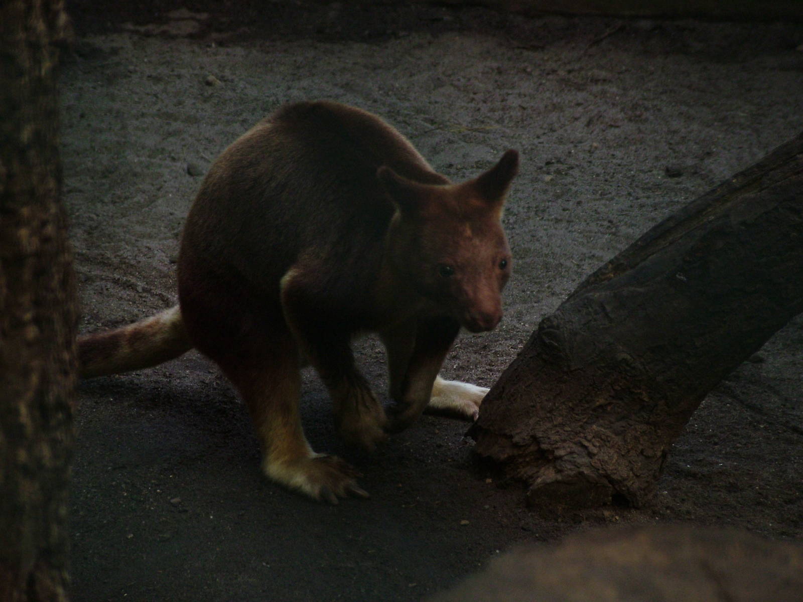 Goodfellow's Tree Kangaroo (Dendrolagus goodfellowi) at Walsrode 2007