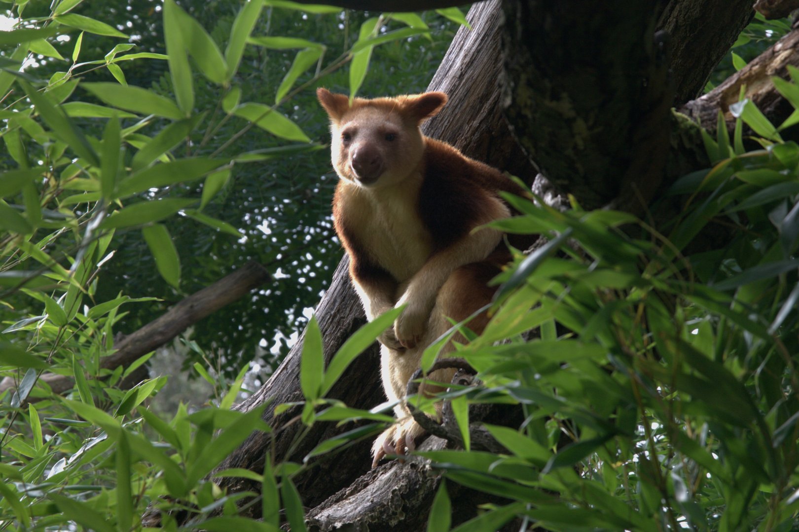 Goodfellow's Tree Kangaroo (Dendrolagus goodfellowi buergersi), 17-09-25