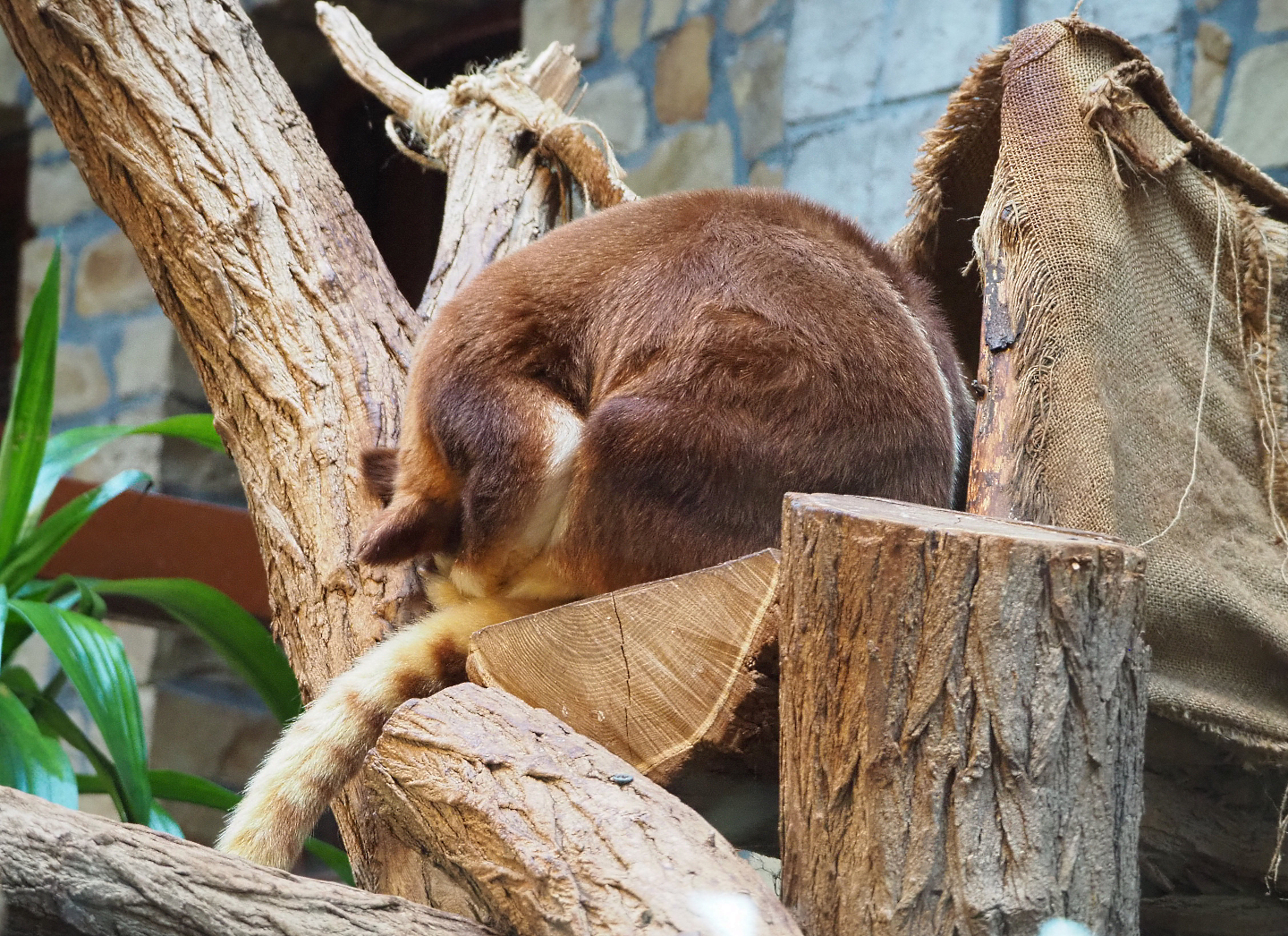 Goodfellow's tree kangaroo (Dendrolagus goodfellowi buergersi ), 2019-12-30