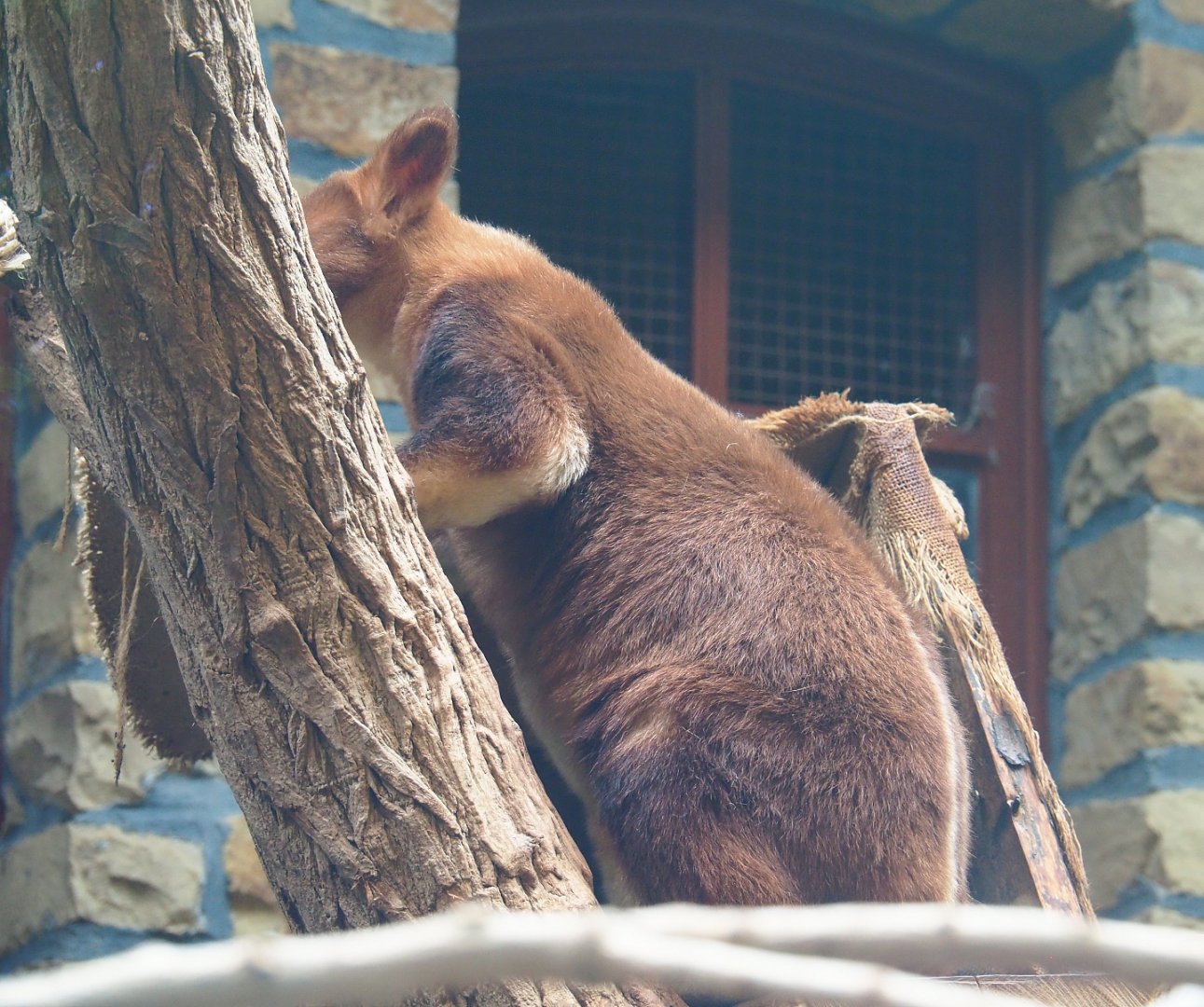 Goodfellow's tree kangaroo (Dendrolagus goodfellowi buergersi), 2020-06-28