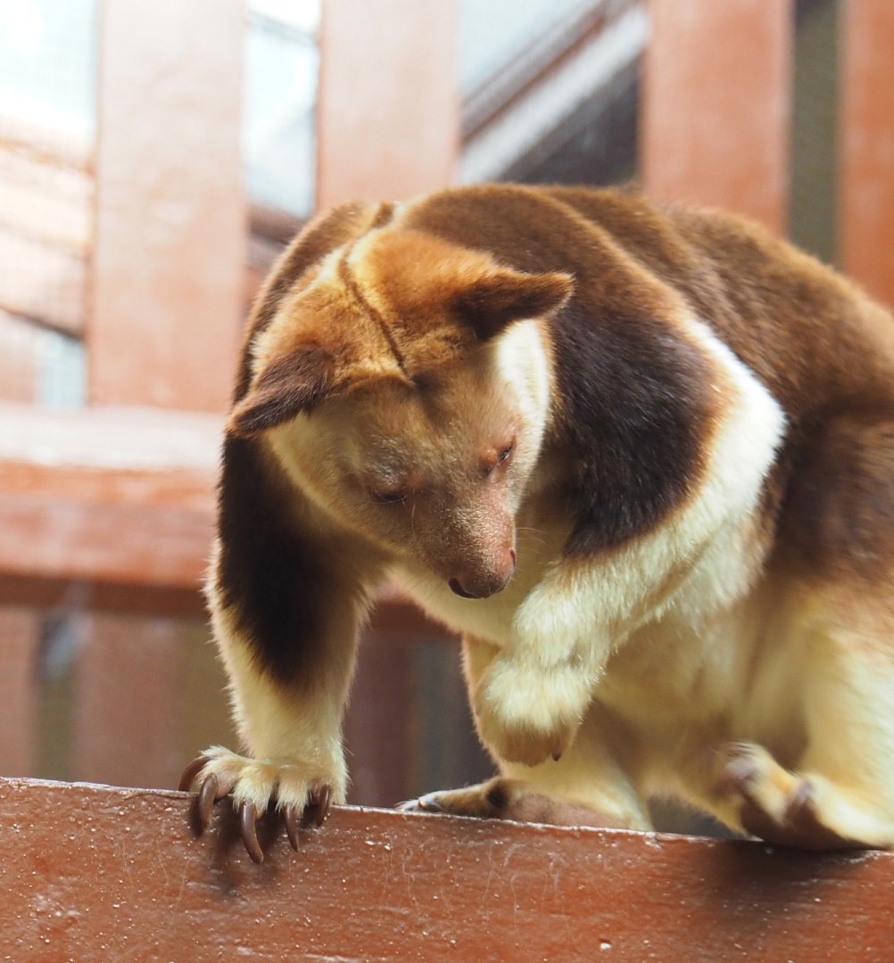 Goodfellow's tree kangaroo (Dendrolagus goodfellowi buergersi), 2022-03-16