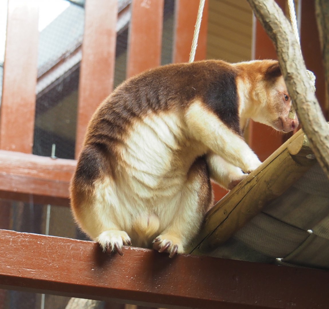 Goodfellow's tree kangaroo (Dendrolagus goodfellowi buergersi), 2022-03-16