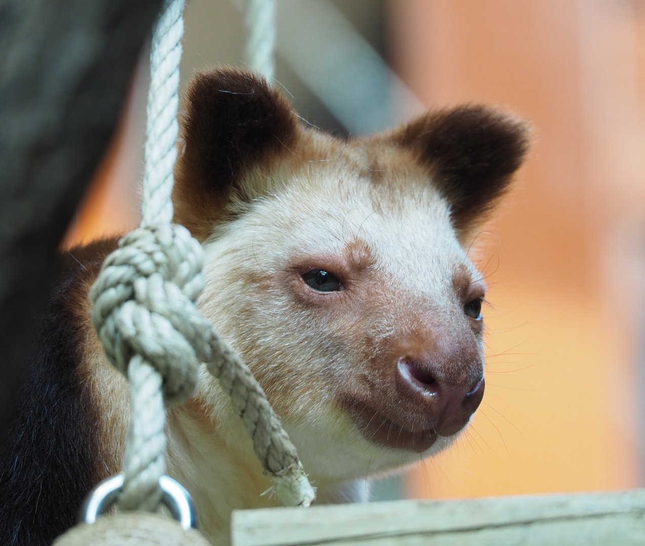 Goodfellow's tree kangaroo (Dendrolagus goodfellowi buergersi), 2022-03-16