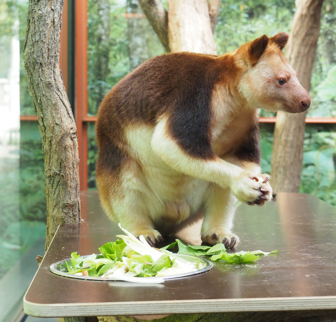 Goodfellow's tree kangaroo (Dendrolagus goodfellowi buergersi), 2022-05-26