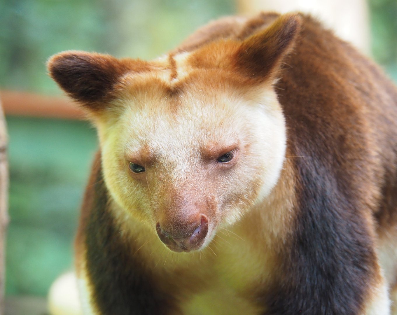 Goodfellow's tree kangaroo (Dendrolagus goodfellowi buergersi), 2022-05-26