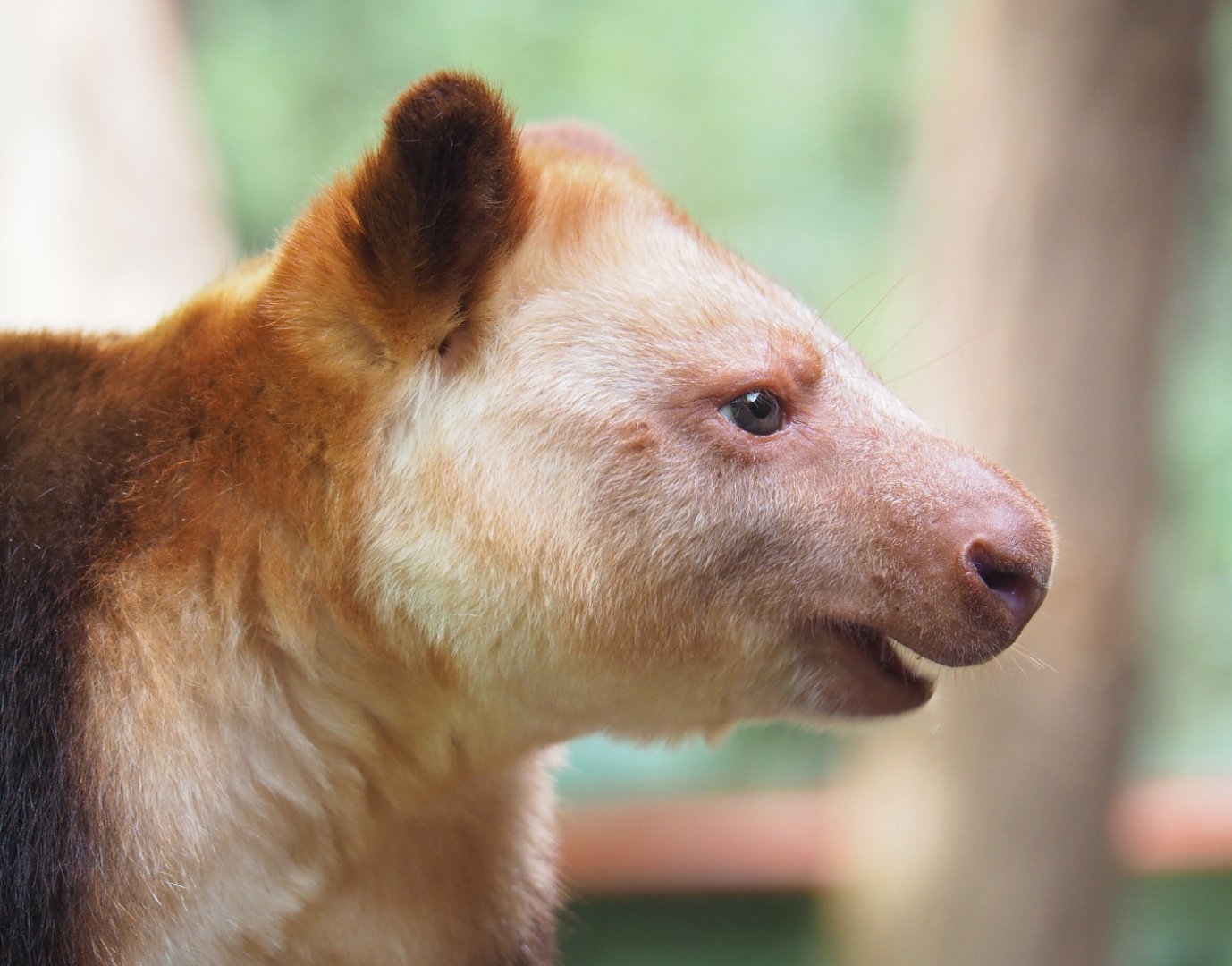 Goodfellow's tree kangaroo (Dendrolagus goodfellowi buergersi), 2022-05-26