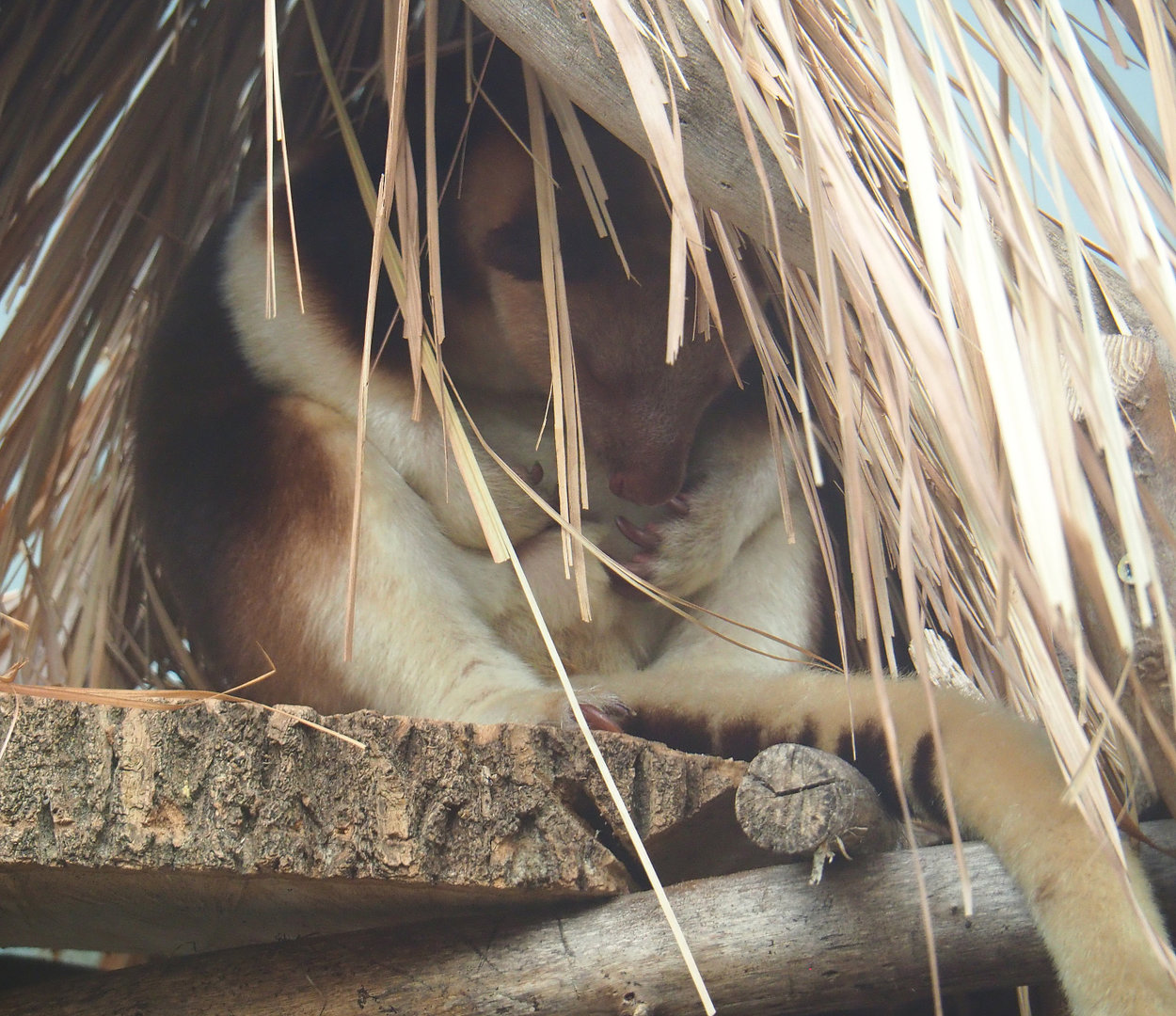 Goodfellow's tree kangaroo (Dendrolagus goodfellowi buergersi), 2022-05-28