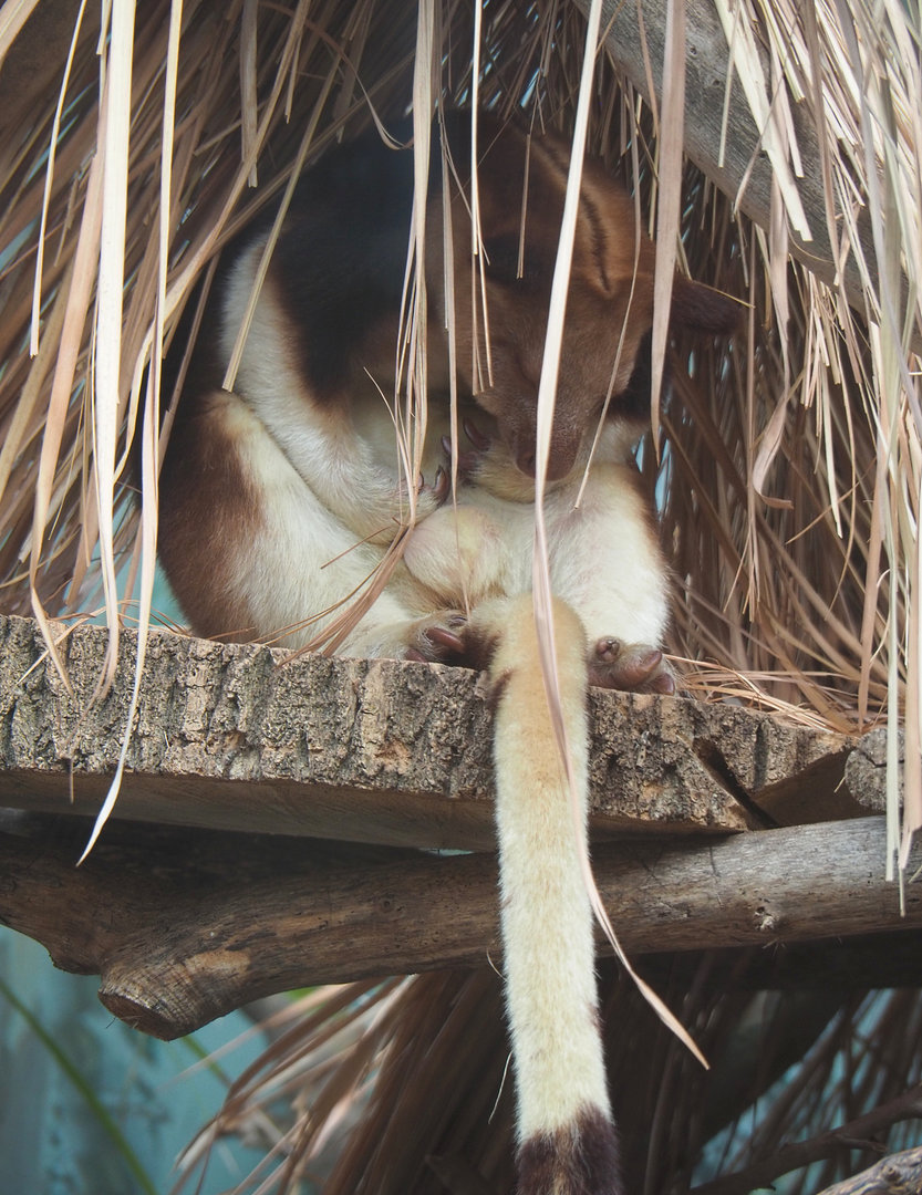 Goodfellow's tree kangaroo (Dendrolagus goodfellowi buergersi), 2022-06-15