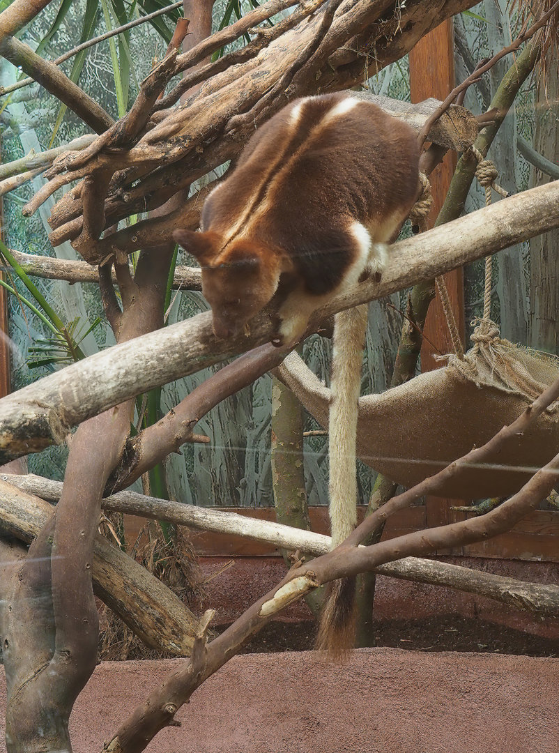 Goodfellow's tree kangaroo (Dendrolagus goodfellowi buergersi), 2022-07-03