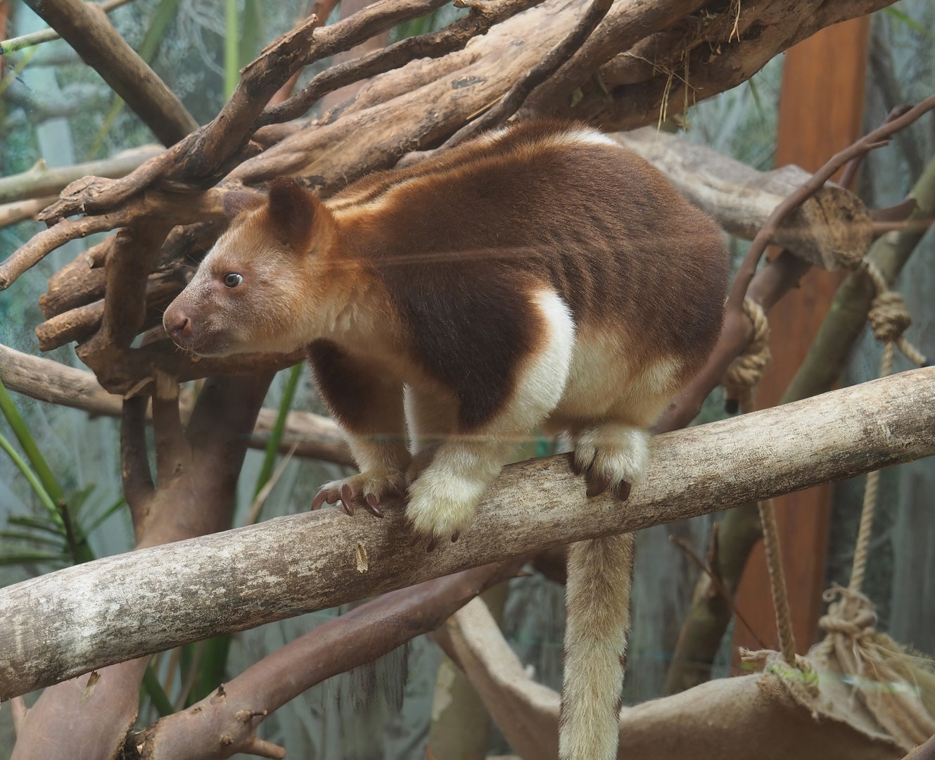 Goodfellow's tree kangaroo (Dendrolagus goodfellowi buergersi), 2022-07-03