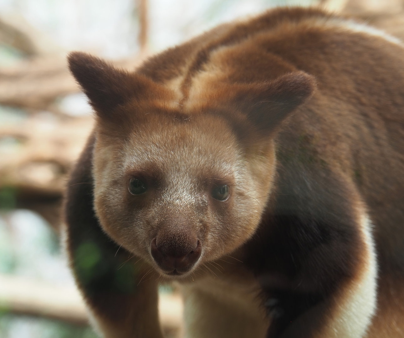Goodfellow's tree kangaroo (Dendrolagus goodfellowi buergersi), 2022-07-03