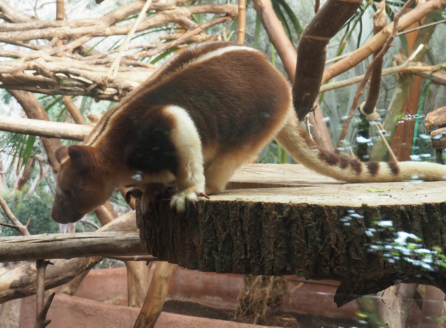 Goodfellow's tree kangaroo (Dendrolagus goodfellowi buergersi), 2022-07-03
