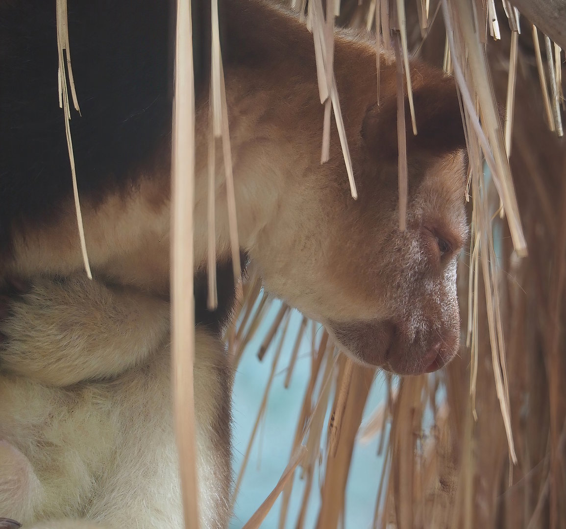 Goodfellow's tree kangaroo (Dendrolagus goodfellowi buergersi), 2022-07-16