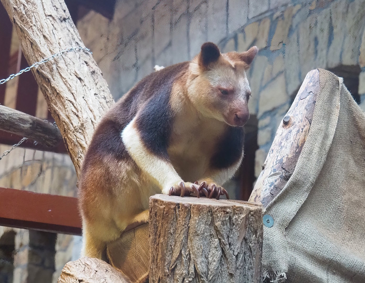 Goodfellow's tree kangaroo (Dendrolagus goodfellowi buergersi), 2022-08-16