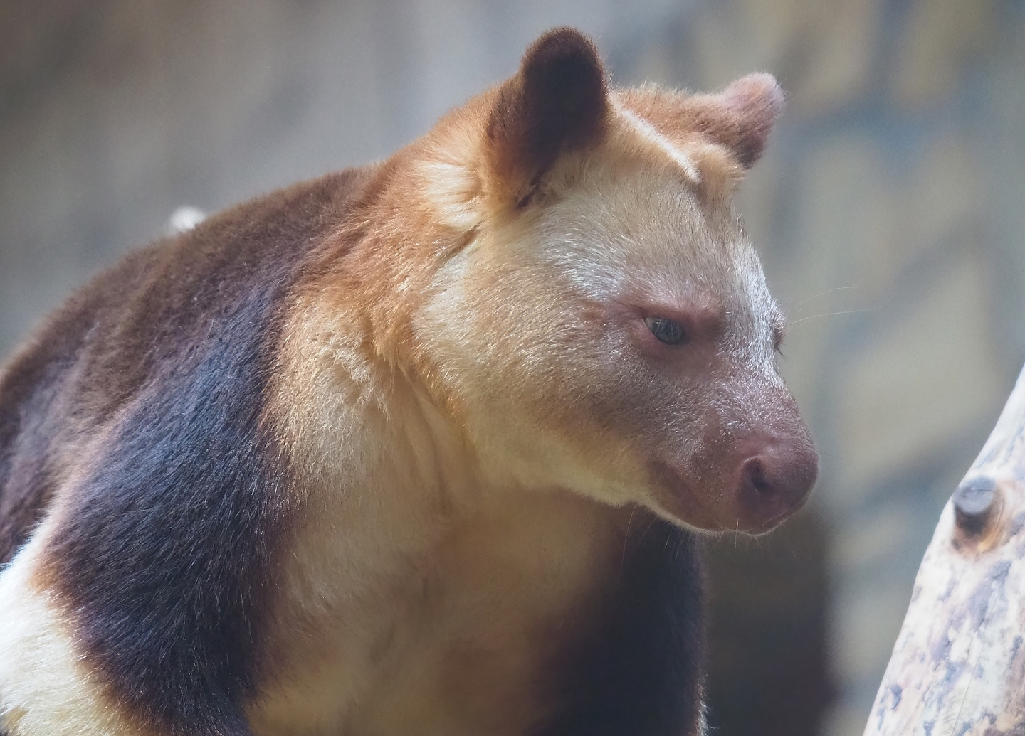 Goodfellow's tree kangaroo (Dendrolagus goodfellowi buergersi), 2022-08-16