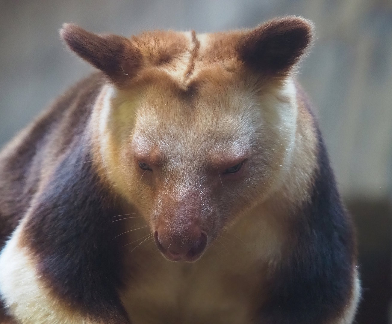 Goodfellow's tree kangaroo (Dendrolagus goodfellowi buergersi), 2022-08-16
