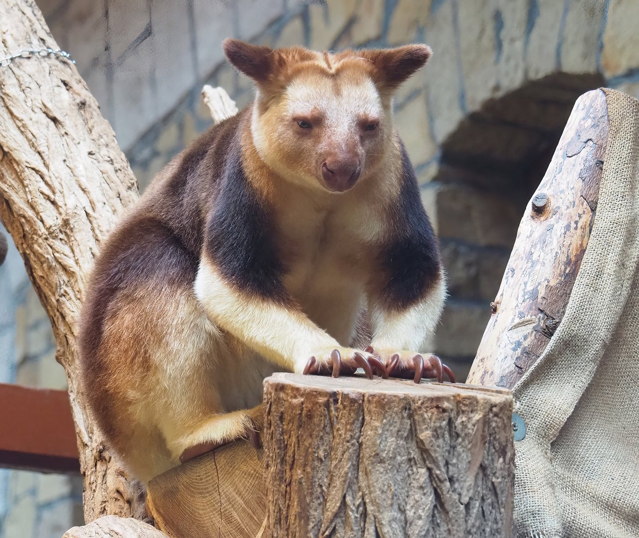 Goodfellow's tree kangaroo (Dendrolagus goodfellowi buergersi), 2022-09-04