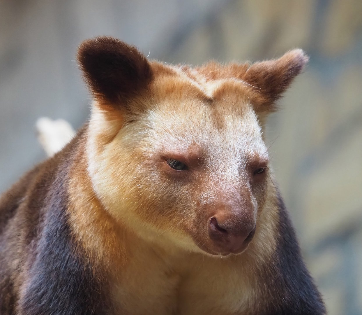Goodfellow's tree kangaroo (Dendrolagus goodfellowi buergersi), 2022-09-04