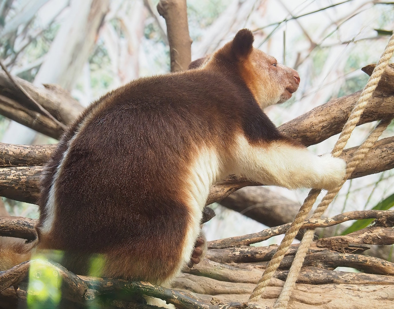 Goodfellow's tree kangaroo (Dendrolagus goodfellowi buergersi), 2022-09-12