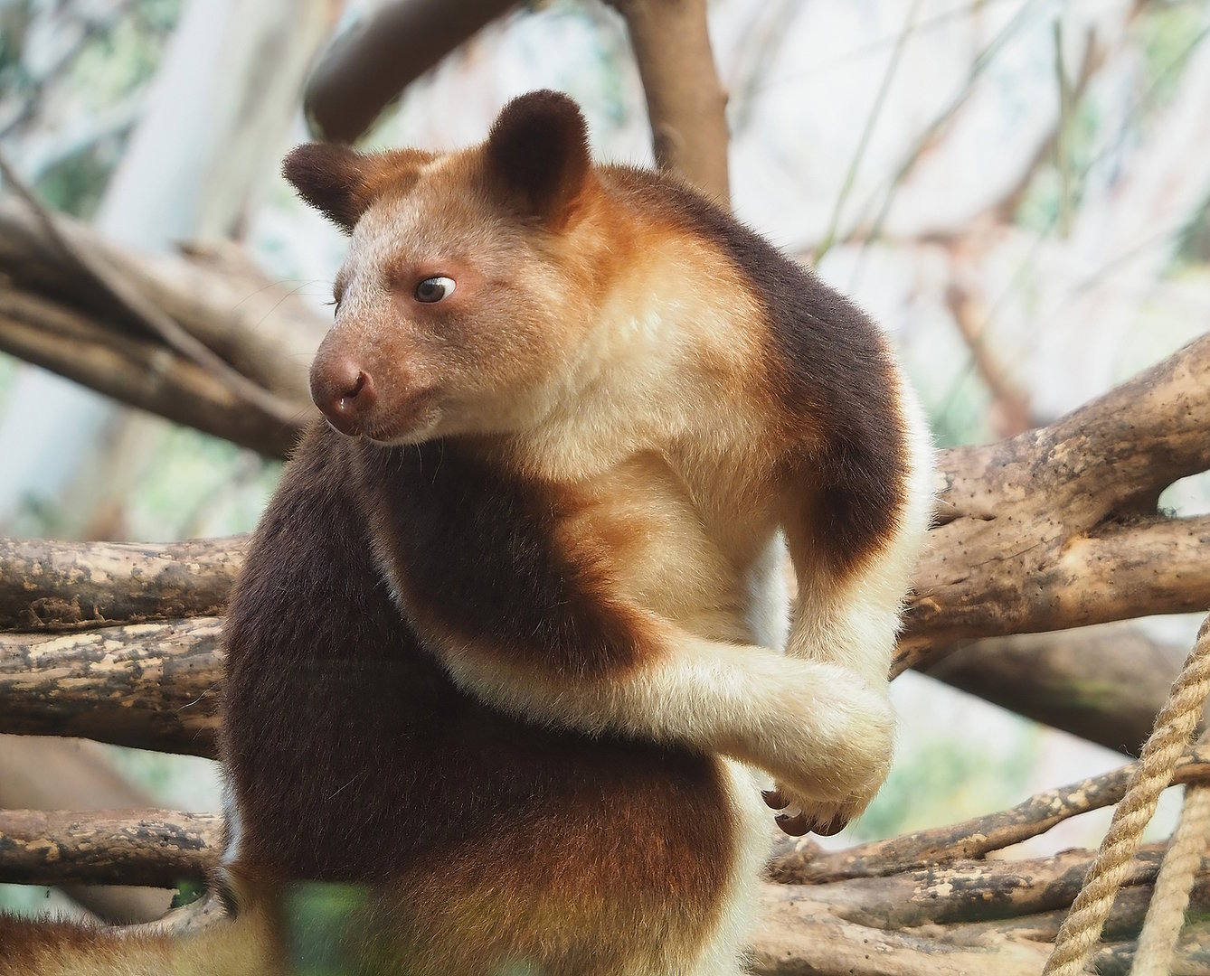 Goodfellow's tree kangaroo (Dendrolagus goodfellowi buergersi), 2022-09-12