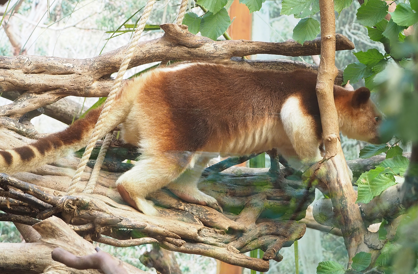 Goodfellow's tree kangaroo (Dendrolagus goodfellowi buergersi), 2022-09-12