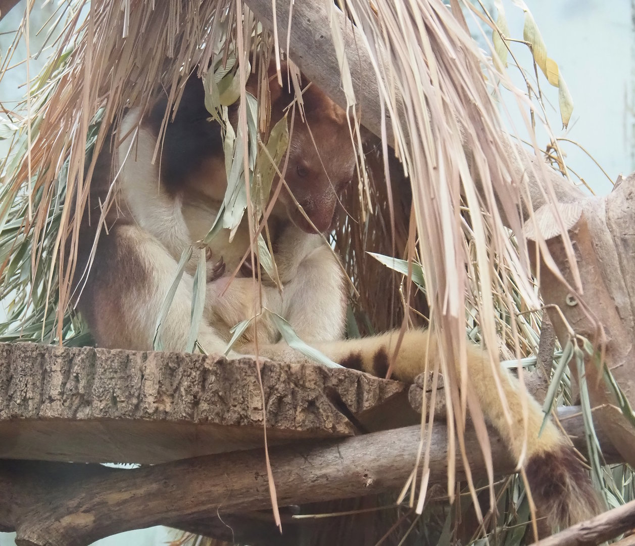 Goodfellow's tree kangaroo (Dendrolagus goodfellowi buergersi), 2022-10-19