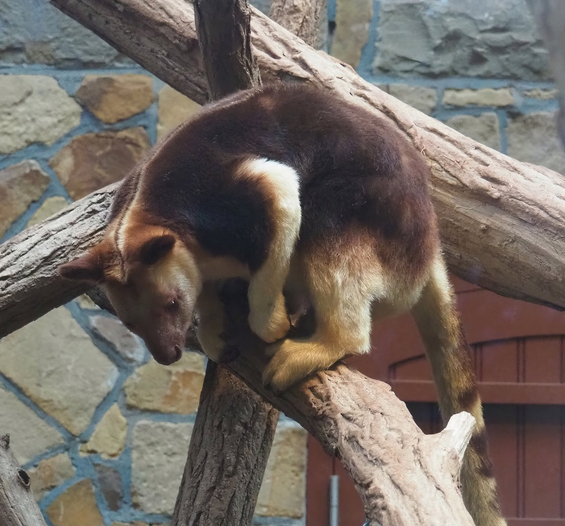 Goodfellow's tree kangaroo (Dendrolagus goodfellowi buergersi), 2022-10-29